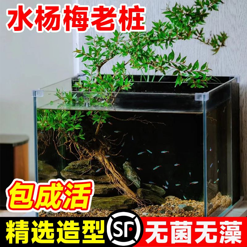 水杨梅植物鱼缸造景老桩摆件乌龟缸观赏水培绿植造景全套古法养鱼