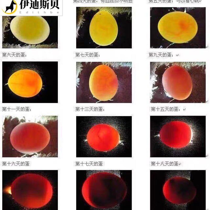 鹦鹉蛋受精可孵化黄化玄凤鹦鹉蛋当天新鲜鸟种蛋可人工孵化大头虎