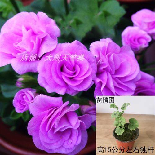 新品垂吊天竺葵盆栽花卉花苗阳台吊重瓣万岁夏日T玫瑰四季带花发