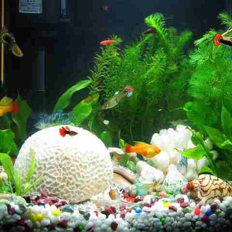 鱼缸底砂造景水晶头子彩石水里养鱼用的小石底沙玻璃铺底彩色蓝色