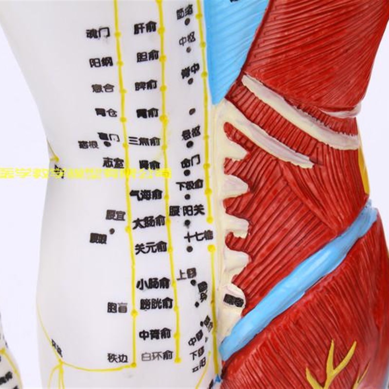 超清晰60 85CM人体针灸模型 半肌肉骨骼内脏模型中医经络穴位模型