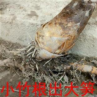 大型巨龙竹竹子苗楠竹苗竹笋苗巨龙竹竹苗毛竹苗竹鞭庭院户外种植