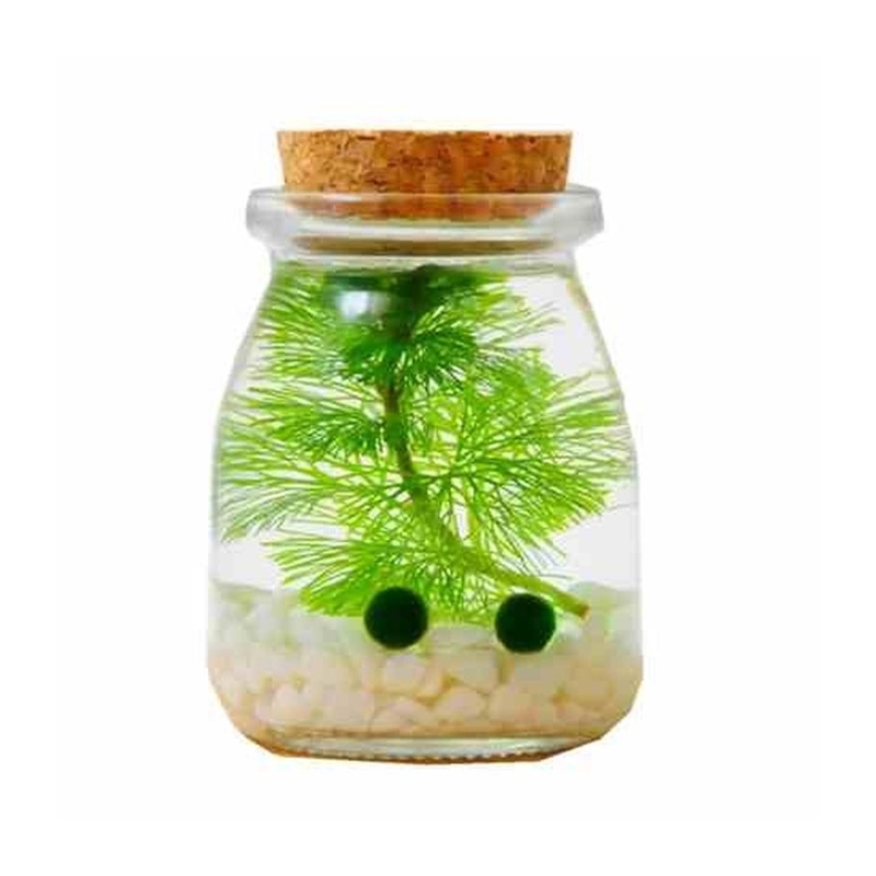 微观世界生态瓶diy材料包水族科学小型制作材料微景观小学五年级