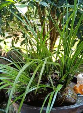 极速附石菖蒲水培植物微景观绿植龙根附石盆景昌蒲草水生缸龟缸造