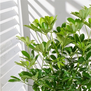 七叶莲鸭脚木绿色叶片四季常青室内阳台桌面绿植盆栽花卉植物美观