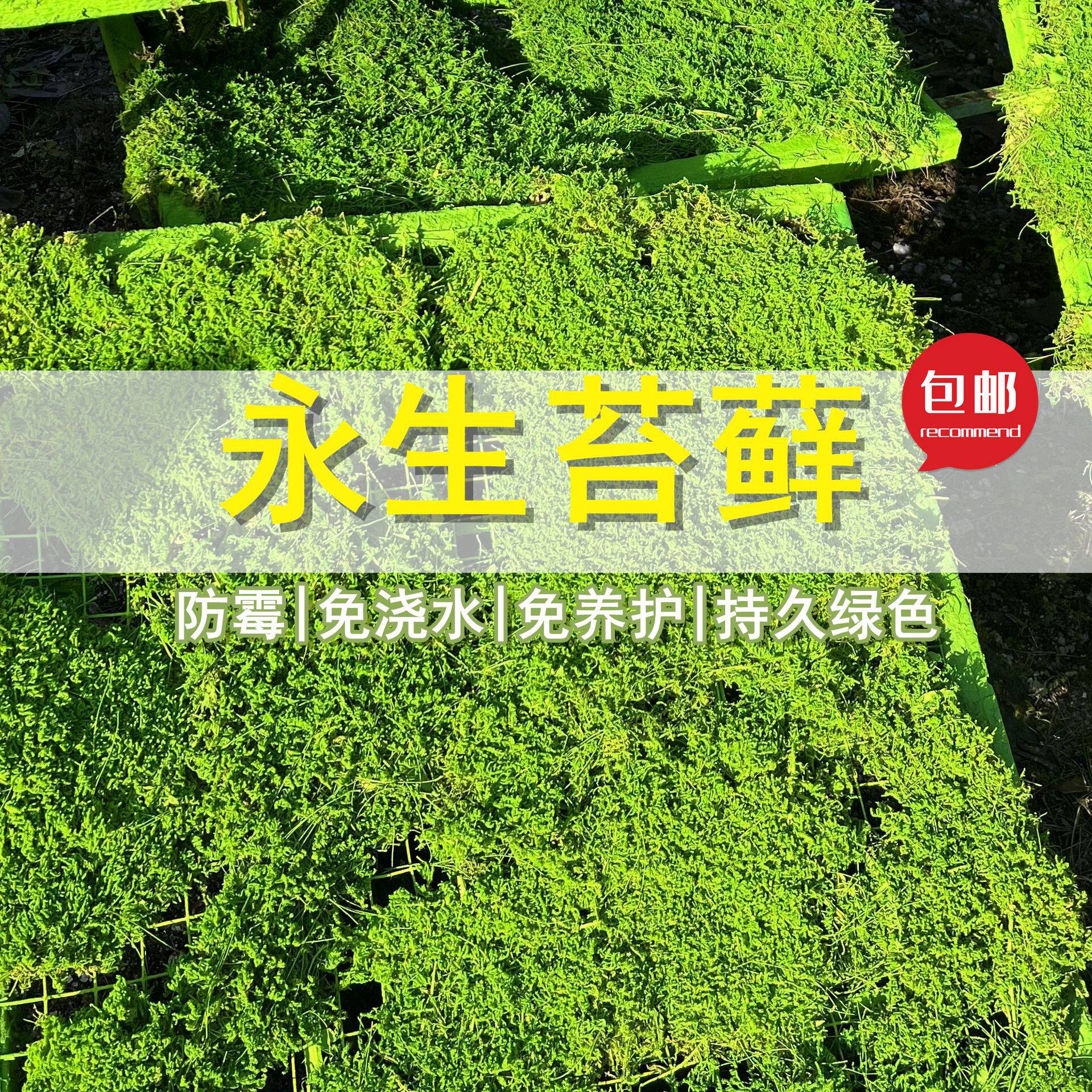 永生苔藓大灰藓浅绿室内平台草皮真植物免浇水绿苔枯山水软装