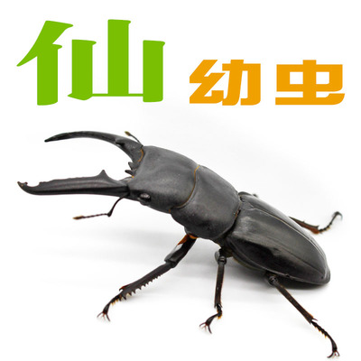 独角仙活虫幼虫饲养套装甲虫宠物成虫活物昆虫锹甲木屑食物饲养盒