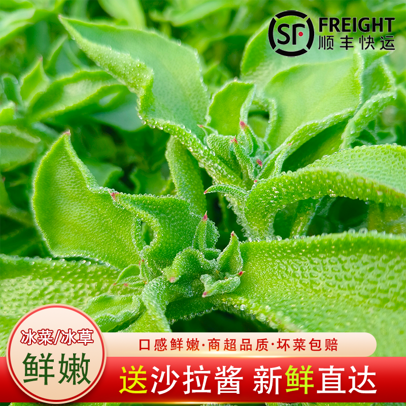 【容大天英冰草】冰菜现摘现发蔬菜火锅即食生吃凉拌沙拉包邮顺丰
