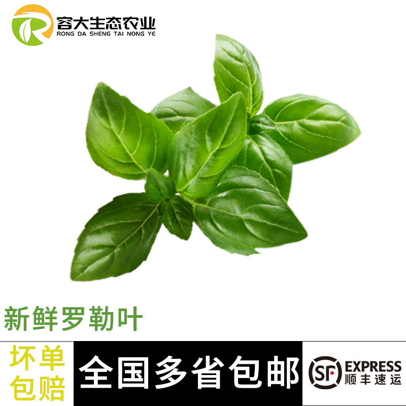 容大新鲜蔬菜罗勒叶九层塔西餐食材100g-500g可食用香叶顺丰包邮