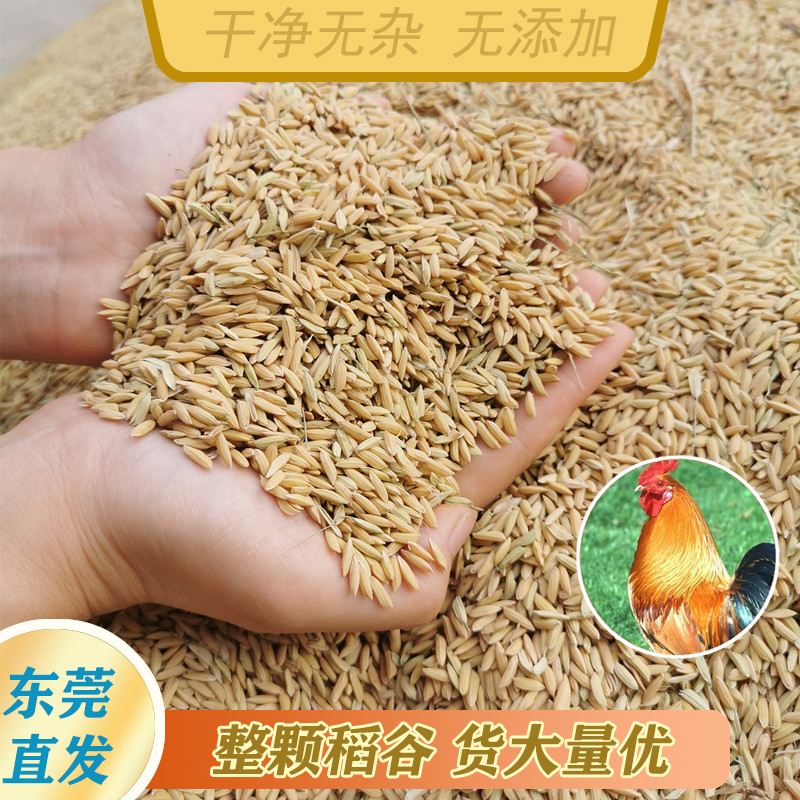 带壳稻谷饲料10斤喂鸡鸭鹅鸽子鸟食圈养禽类新原粮宠物10KG包邮