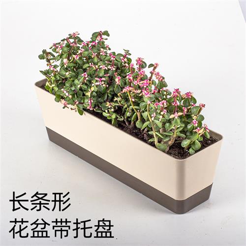 长方形多肉花盆小号长条型长形窄细长窗台种植肉肉植物塑料花盘