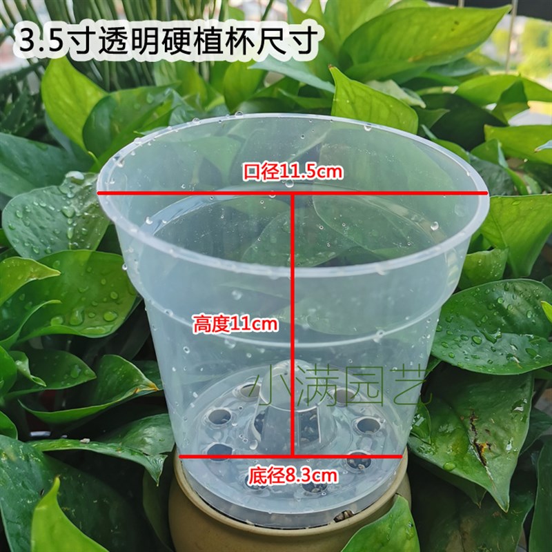 3.5寸透明育苗杯蝴蝶兰控根盆透气塑料硬植杯洋兰石斛沥水罩花盆
