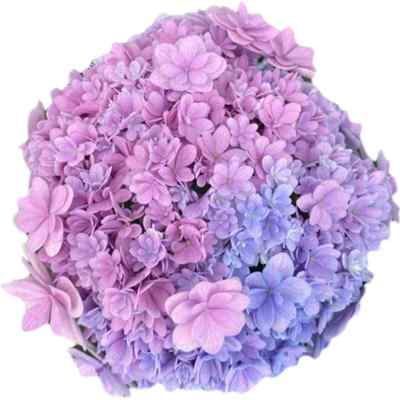 花莳园艺 7加仑绣球太阳神殿纱织小姐盆栽花苗阳台花卉美观地栽