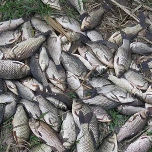 阿魏饵料新款爽连鲫1号野钓打窝料底窝鲫鱼鲤鱼窝料酒米麝香