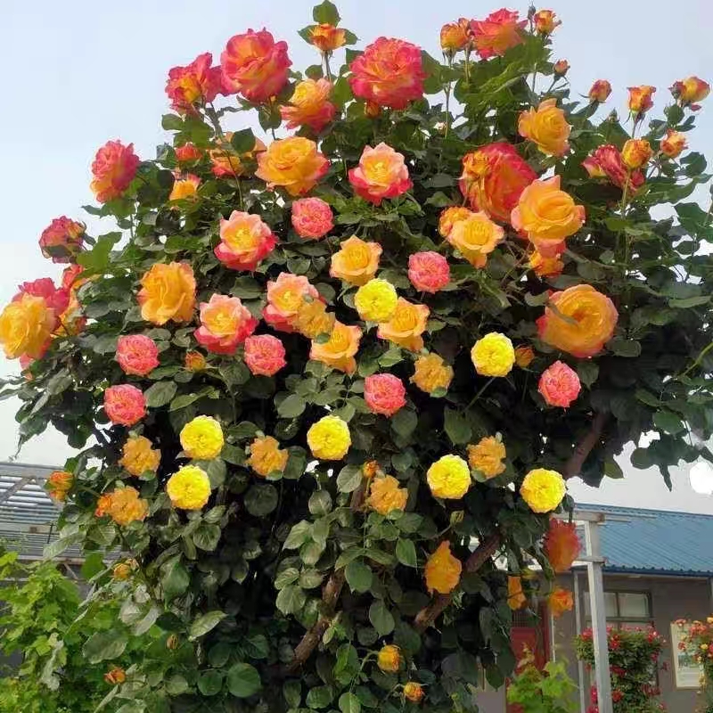 蔷薇花爬藤月季1米到1米2到大花浓香爬藤月季四季庭院别墅植物