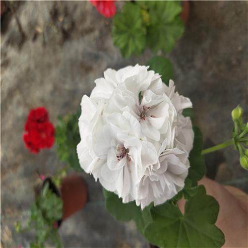 天竺葵花苗盆栽四季垂吊开花直立花卉庭院阳台皇後带花苞好养包邮