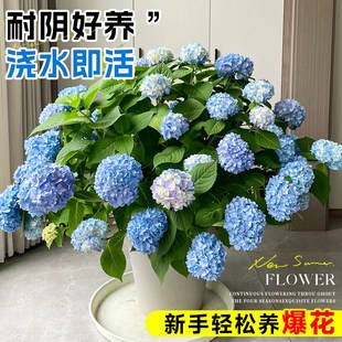 快速发货适合家养的花卉大u全绿植盆栽室内耐阴好养易活的植物四