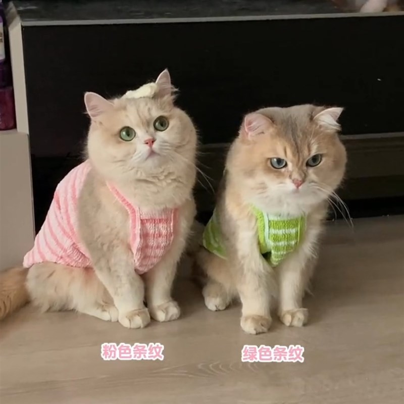 速发猫咪衣服金德层夏天吊带防掉透毛气布偶渐文幼猫背心春秋