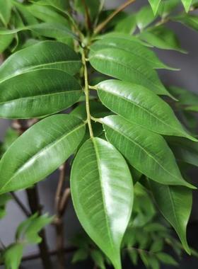 仿绿植真漆树轻奢室内客厅装生饰摆件盆栽66780仿植物直木播间造