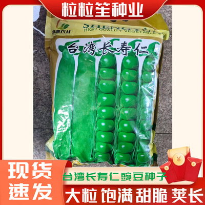 台湾长寿仁豌豆高产饱满甜脆豆籽