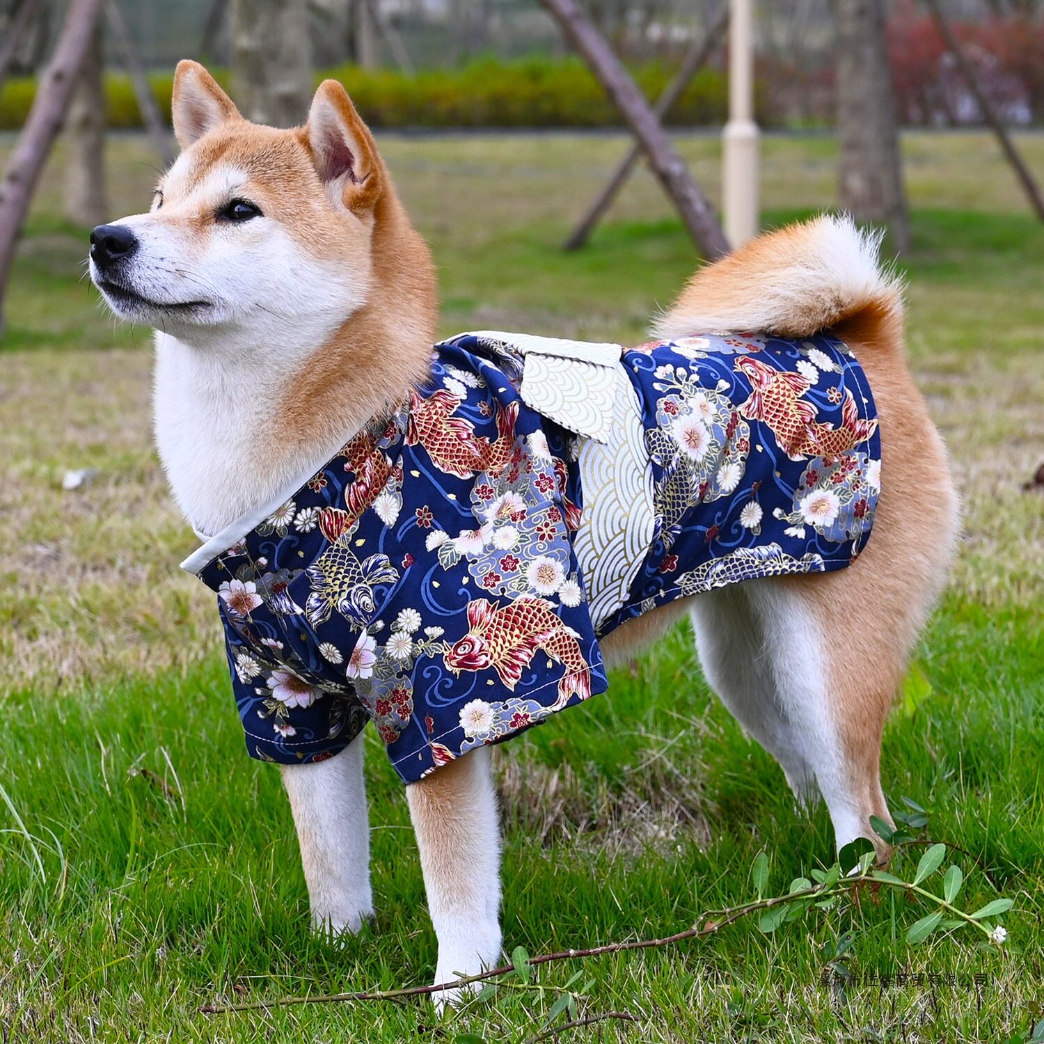 全棉宠物狗狗猫咪衣服 锦鲤和风日本柴犬柯基衣服拍照和服浴衣