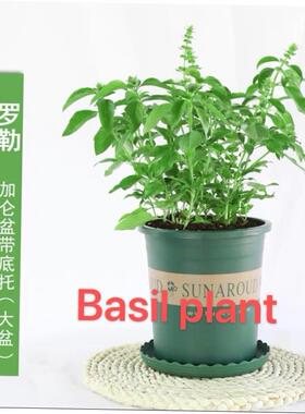 basil plants herbs mint rosemary thyme, spices Edible plant