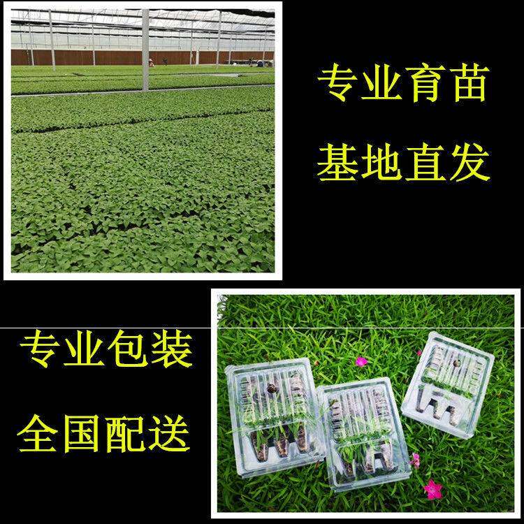 好货牵牛花花苗重瓣矮牵牛花苗冰淡紫花苗四季易活易爆盆花期长阳