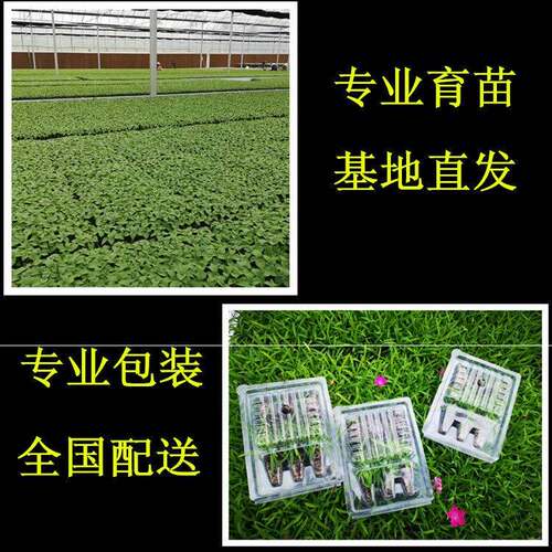 好货牵牛花花苗重瓣矮牵牛花苗冰淡紫花苗四季易活易爆盆花期长阳