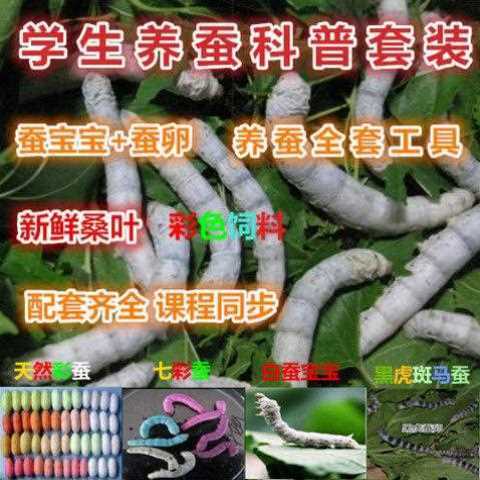 蚕卵蚕宝宝活体套装嫩桑叶七彩金丝彩色蚕种新鲜桑叶学生养蚕工具