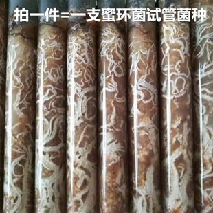 蜜环菌菌种母种天麻种萌发菌菌种天汉4号石斛小菇一级种原种