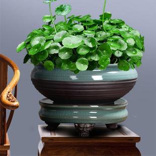 铜钱草盆景大叶水培植物花卉好养室内盆栽客厅水养金钱草桌面绿植