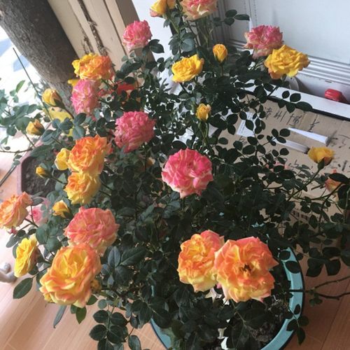 耐寒藤本五彩滕彩虹爬藤多花蔷薇四季开花月季欧月南北方花卉包活