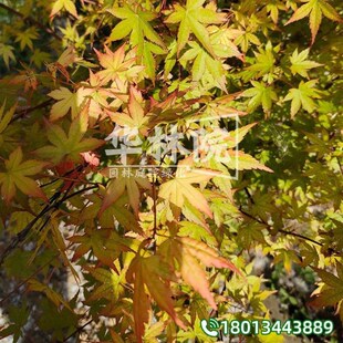 鸡爪槭树苗原生枫树庭院小叶风景大树园林绿化苗木W观赏鸡爪槭树