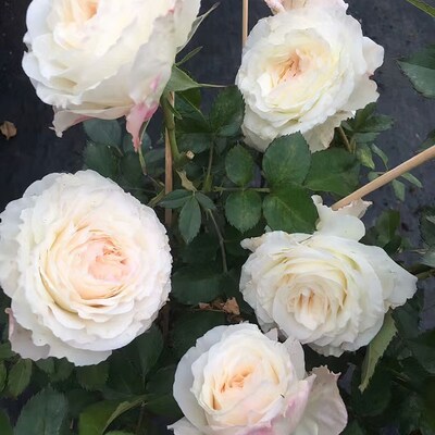 木上拏花 | 冰淇淋阳台月季 阳台微月盆栽 海神王V芽变品种 抗病