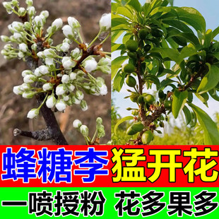 蜂糖李保花保果药李子花粉授粉促花催花座果灵防病烯磷酸钾叶面肥