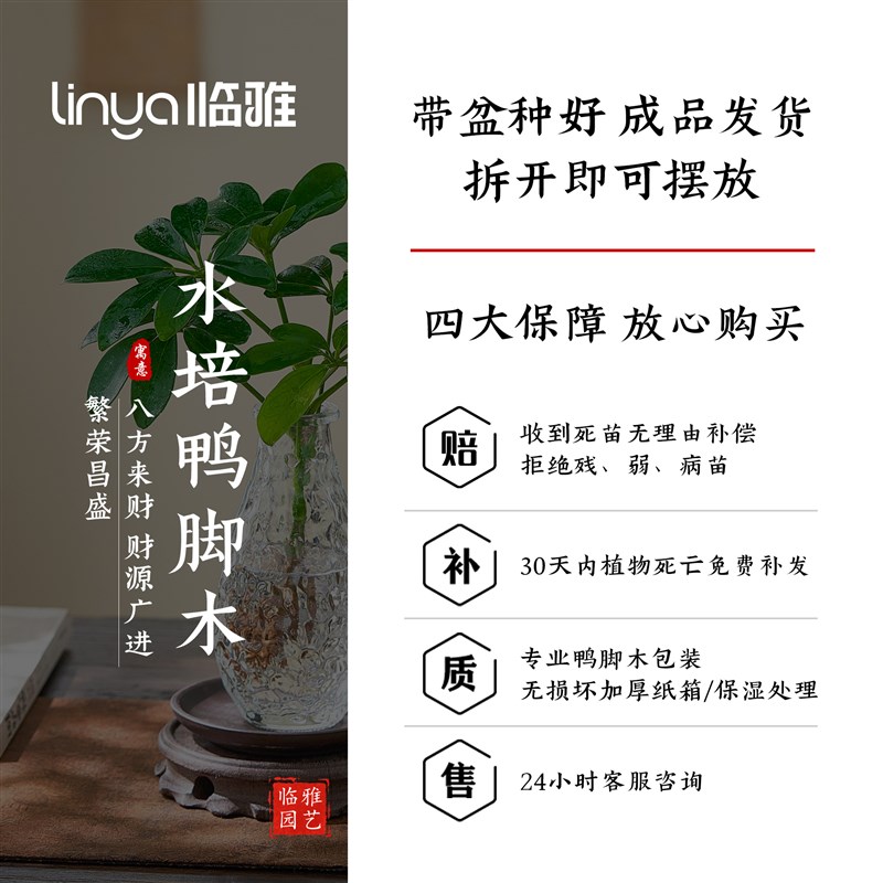 水培鸭脚木绿植八方来财植物盆栽花卉绿植客厅室内盆景适合懒人养