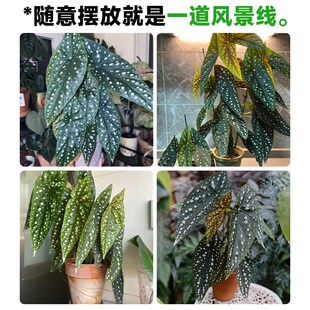 塞拉山王秋海棠盆栽竹节鳟鱼绿泡花卉阳台室内芋类植物四季好养活