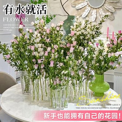 适合水养的花室内客厅花卉四季易养活阳台百合花鲜花水培植物盆景