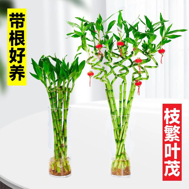 带根转运竹水养富贵竹节节高发财龙竹子水培植物客厅招财绿植盆栽