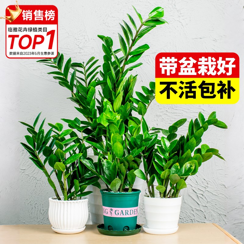 金钱树盆栽客厅招财树室内花卉办公室绿植物发财树四季好养钱串子