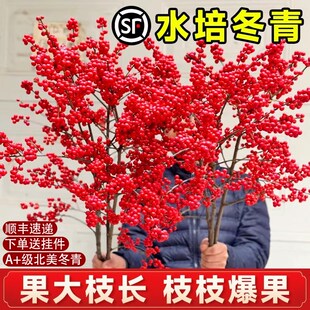 北美冬青红果真花水培鲜切枝室内水养年宵花卉盆栽绿植物一枝独秀
