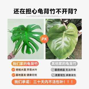水培龟背竹老桩大叶盆栽水养绿植室内客厅桌面高大植物四季好养活