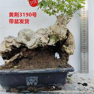 黄荆老桩小型盆景大山舍利镂空碳化熟桩带盆栽好绿植阳台精品实拍