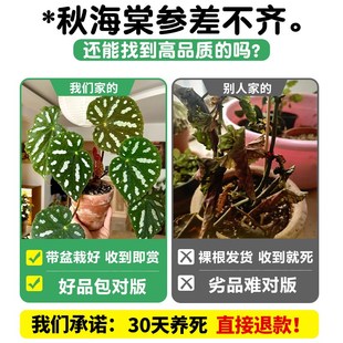 丝型秋海棠盆栽鳟鱼竹节阳台客厅室内耐阴植物四季开花卉芋类绿植