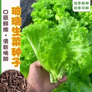 种植家庭阳台菜园易种植 意大利生菜种子抗热耐抽苔全年生菜四季