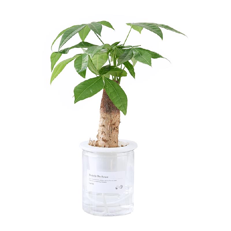 小盆栽鸟巢蕨水培植物室内桌面绿植水养琴叶榕发财树