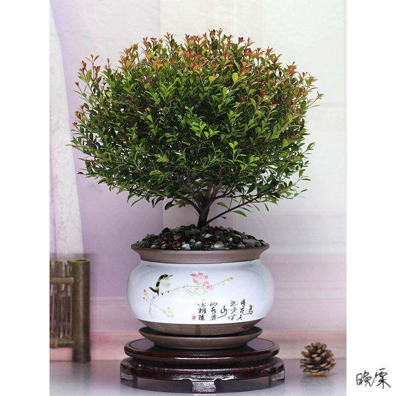 石榴盆景造型景观花园小叶盆景老桩造型室内阳台耐寒绿植花卉