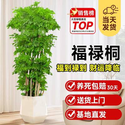 羽叶福禄桐盆栽细叶大型室内盆景金钱兜植物客厅吸除甲醛绿植招财
