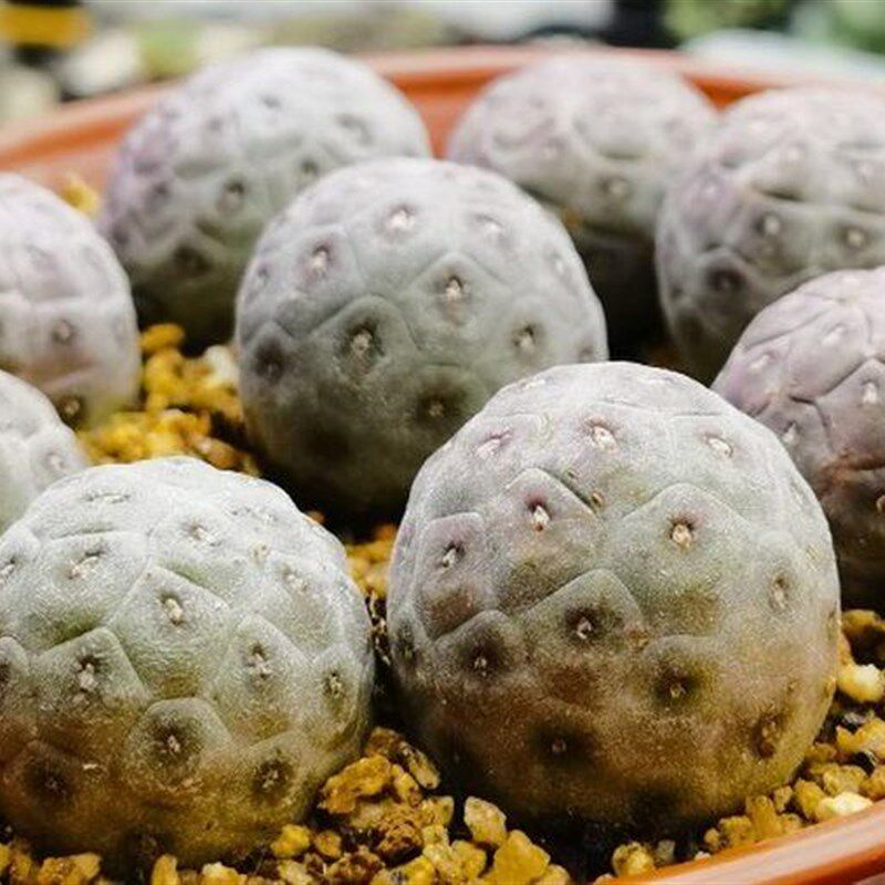 极速多肉植物块茎仙人球团扇属习志野自根带根绿植小盆栽花卉园艺
