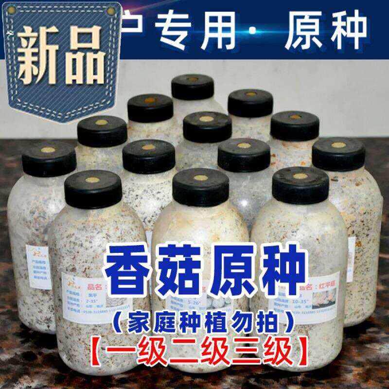 极速香菇菌种栽e培种一级种二级种三级种椴木头菌种母种试管 香菇